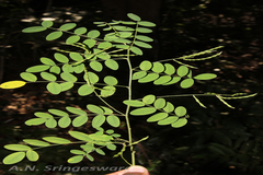 Indigofera constricta